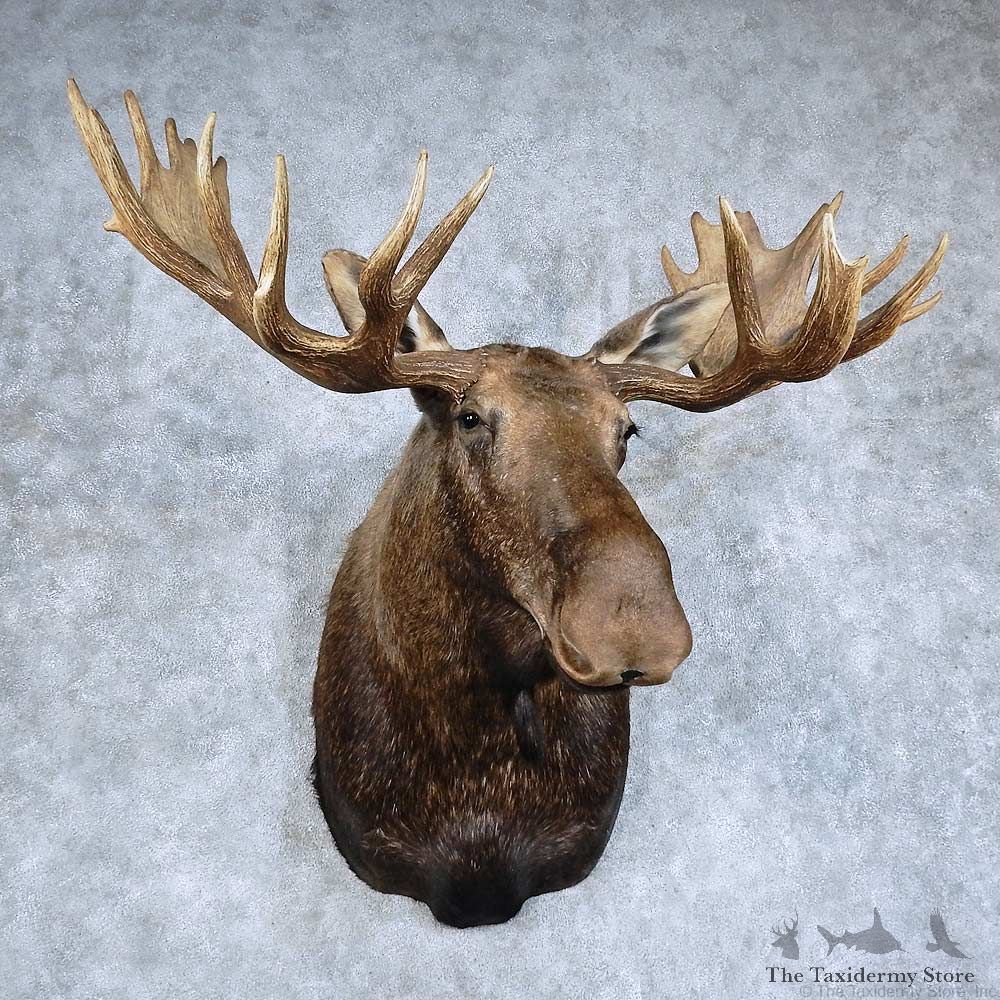 Western Canada Moose Shoulder Mount For Sale #15926 @ The Taxidermy Store