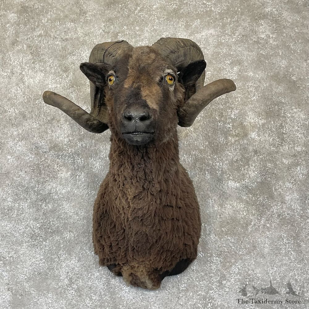 Black Corsican Ram Shoulder Mount For Sale #28175 @ The Taxidermy Store