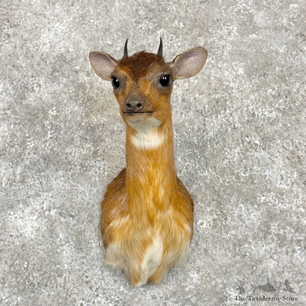 Royal Antelope Shoulder Mount For Sale #30012 @ The Taxidermy Store