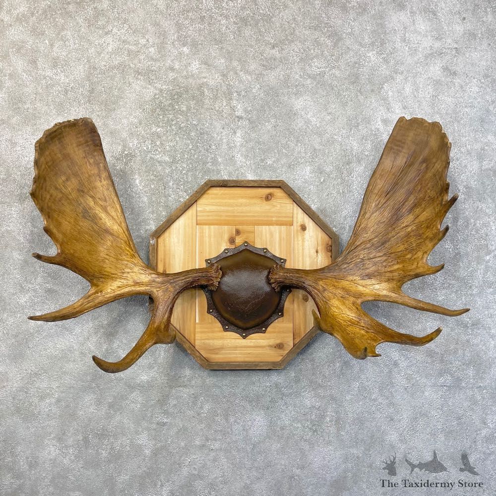 Moose Antler Plaque For Sale #24614 @ The Taxidermy Store