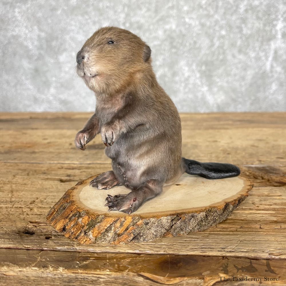 Baby North American Beaver Mount For Sale #24451 @ The Taxidermy Store