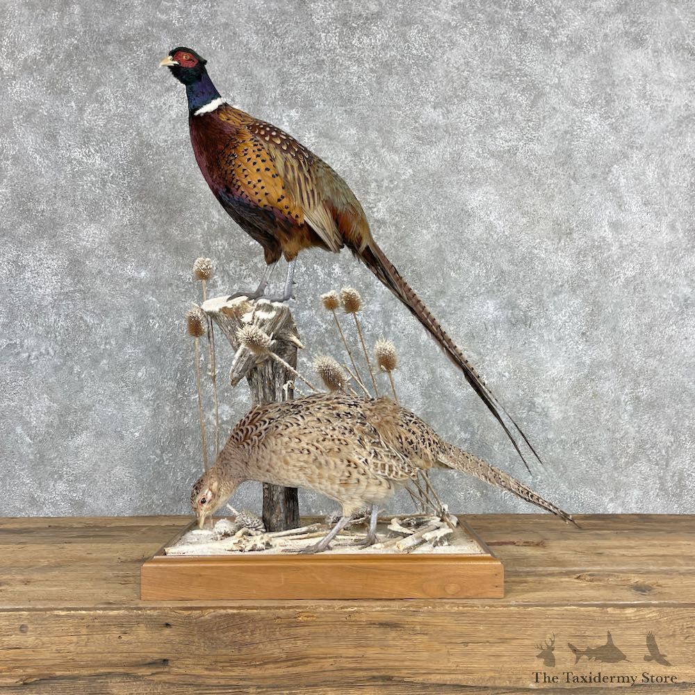 Ringneck Pheasant Pair Bird Mount For Sale #26970 @ The Taxidermy Store