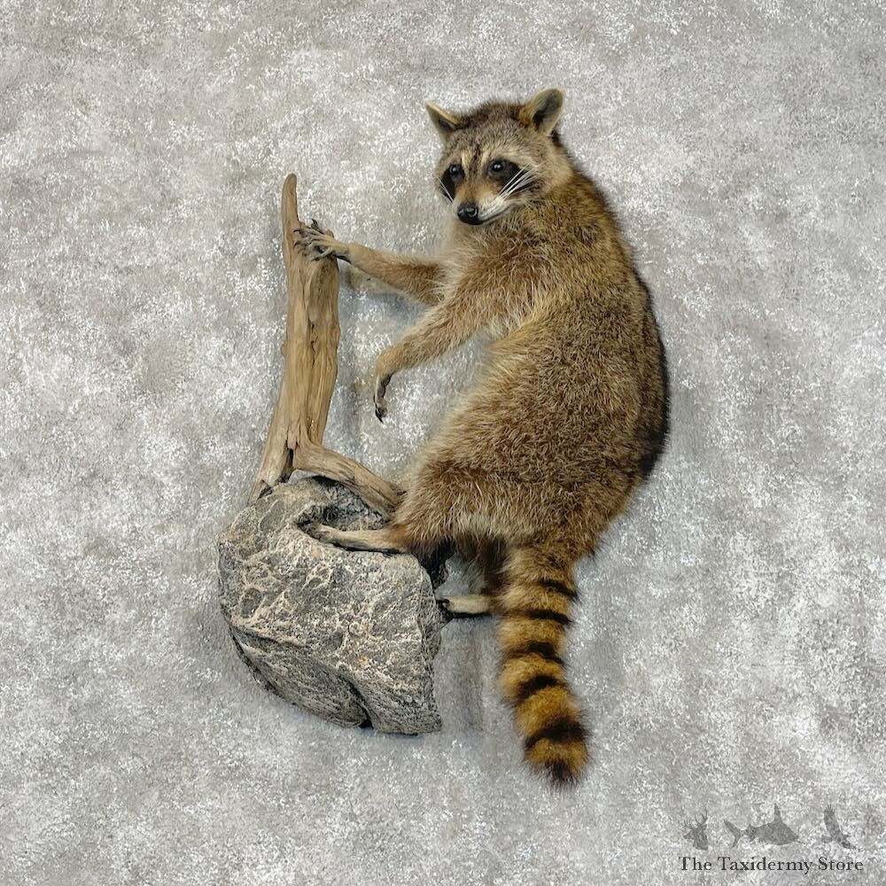 Wall-Hanging Raccoon Mount For Sale #28451 @ The Taxidermy Store