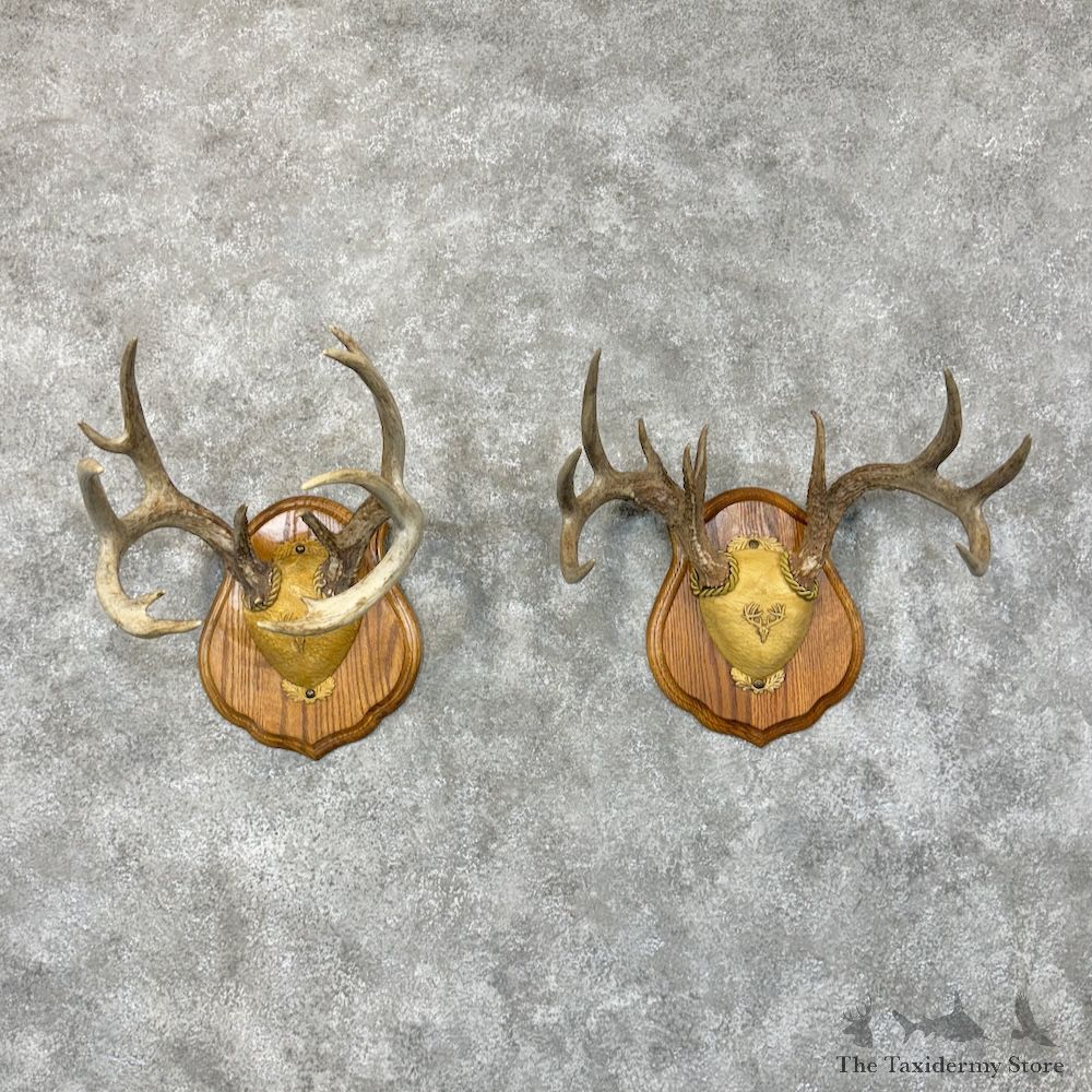 Whitetail Deer Antler Plaque Pair For Sale #29428 @ The Taxidermy Store