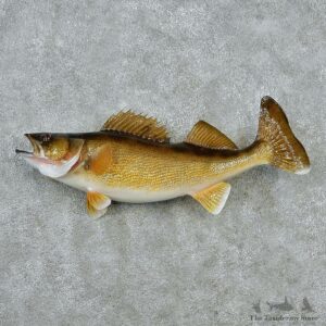 Walleye Pike Taxidermy Fish Mount-M1 #12824 For Sale @ The Taxidermy Store