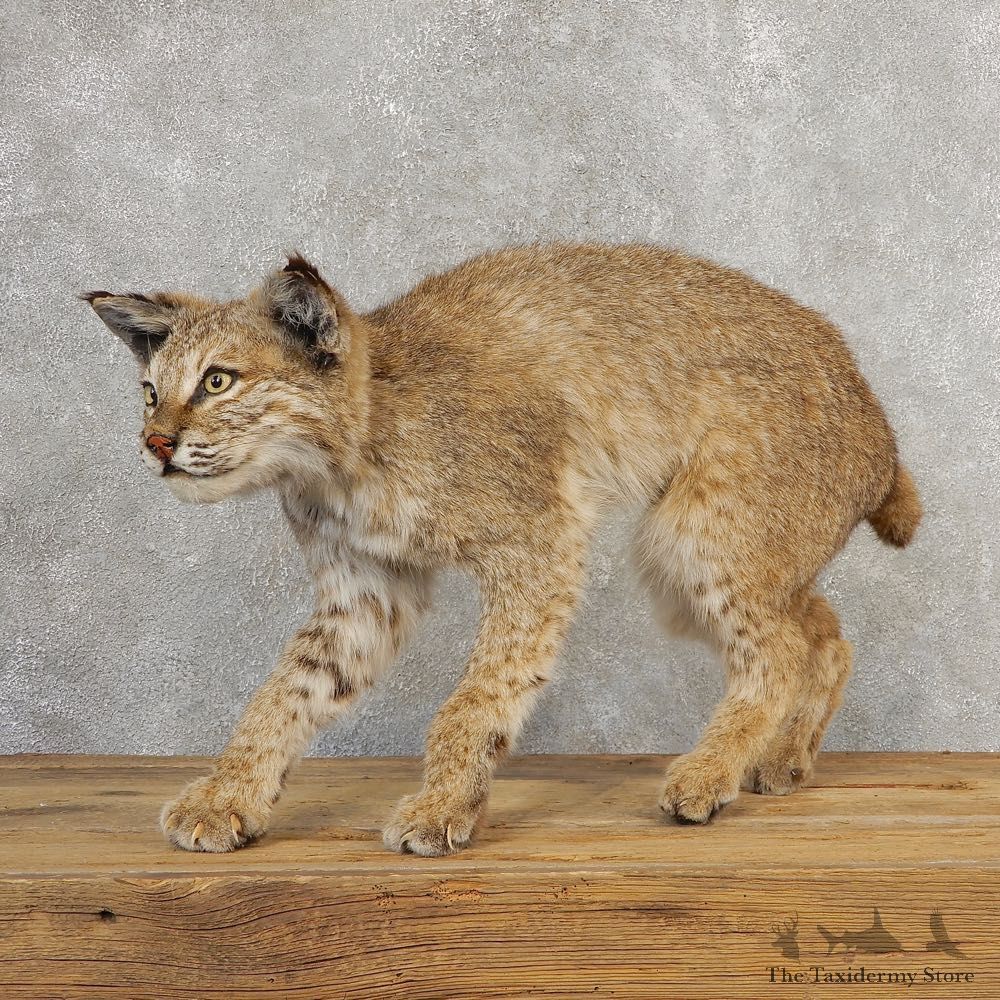 Bobcat Life-Size Mount For Sale #21120 @ The Taxidermy Store