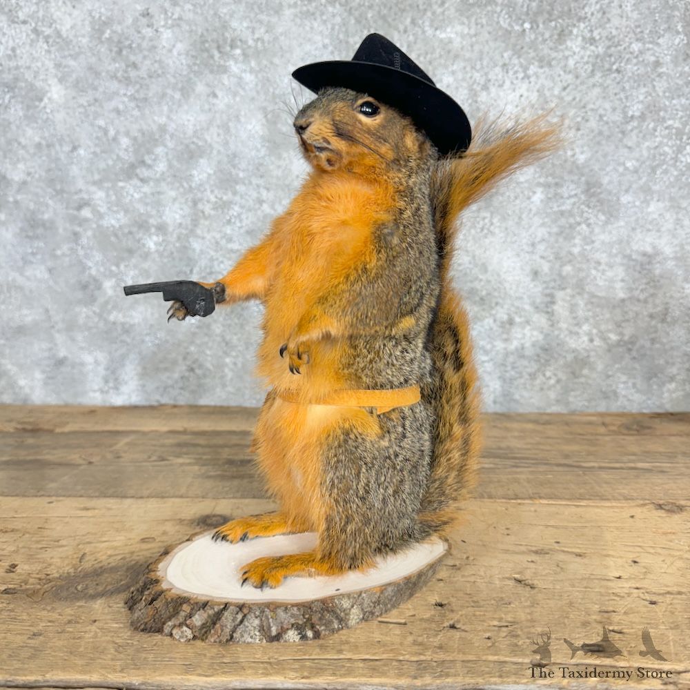 Cowboy Fox Squirrel Novelty Mount For Sale #29486 @ The Taxidermy Store