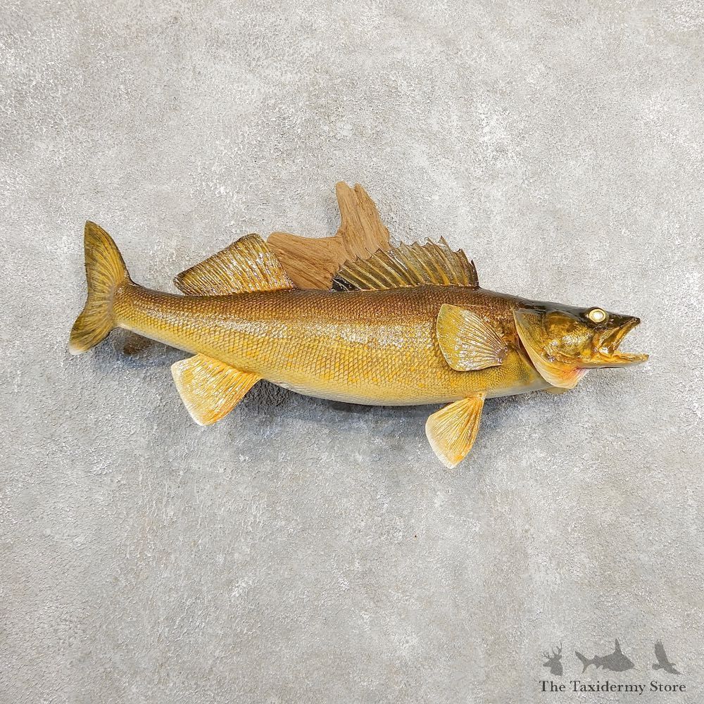 Walleye Taxidermy Mount For Sale #27081 @ The Taxidermy Store