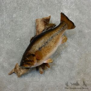 Largemouth Bass Fish Mount For Sale #17795 @ The Taxidermy Store