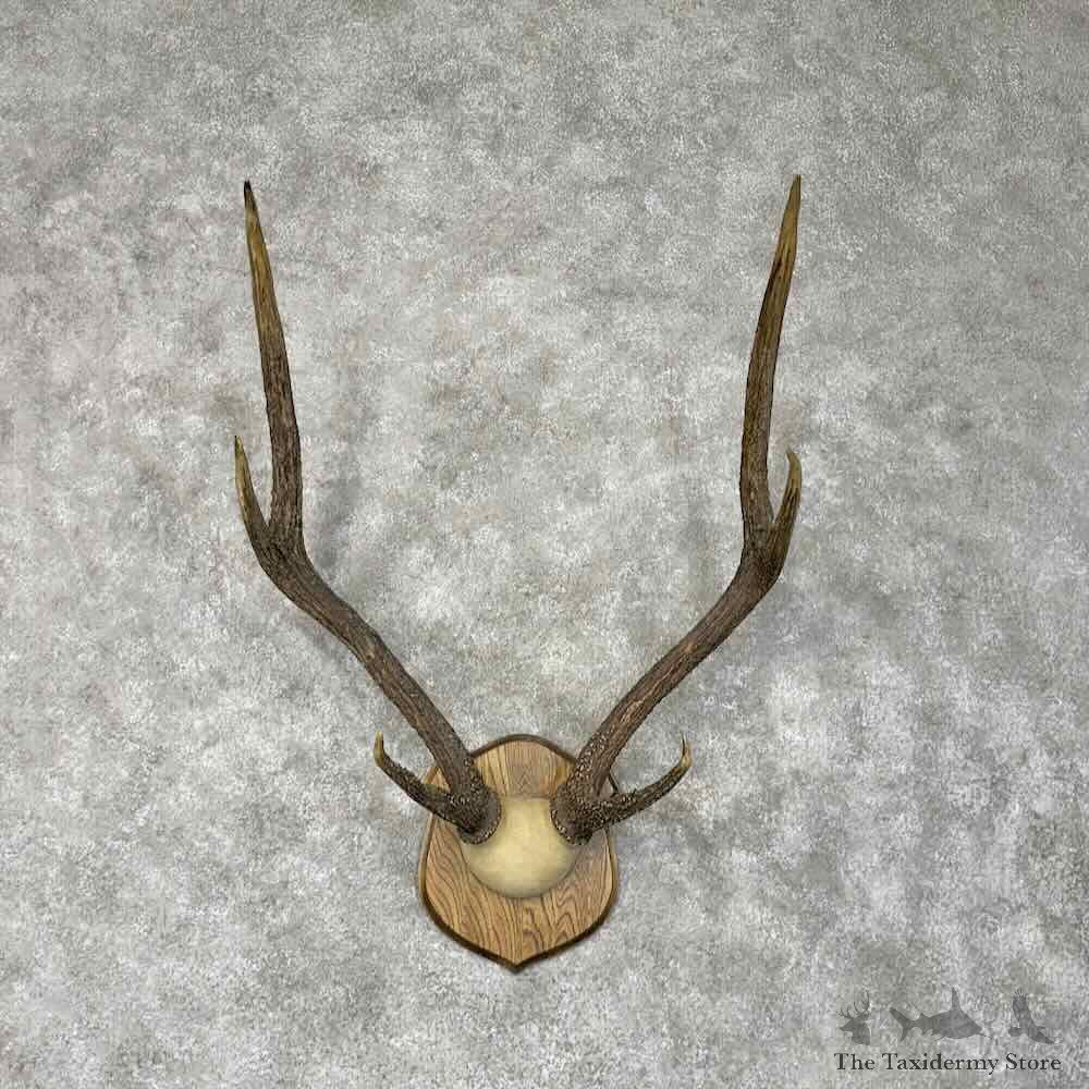 Javan Rusa Deer Antler Plaque Mount For Sale #30511 @ The Taxidermy Store