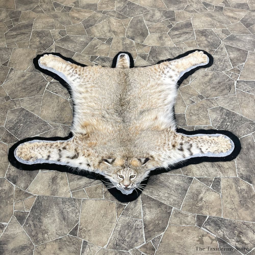 Bobcat Taxidermy Rug Mount For Sale #26295 @ The Taxidermy Store