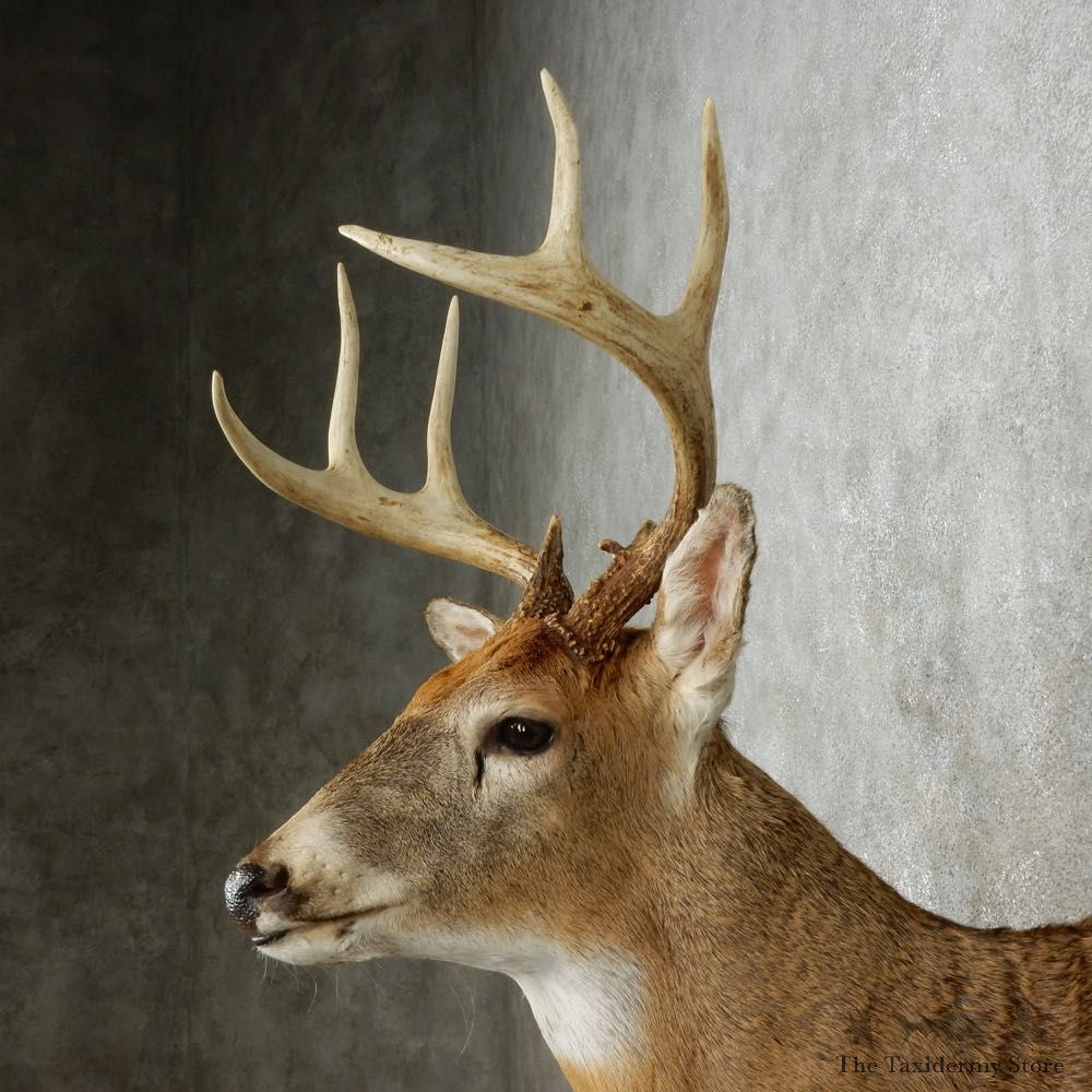 Whitetail Deer Shoulder Mount For Sale #15801 @ The Taxidermy Store