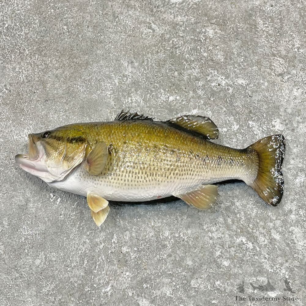 Largemouth Bass Fish Mount For Sale #27568 @ The Taxidermy Store