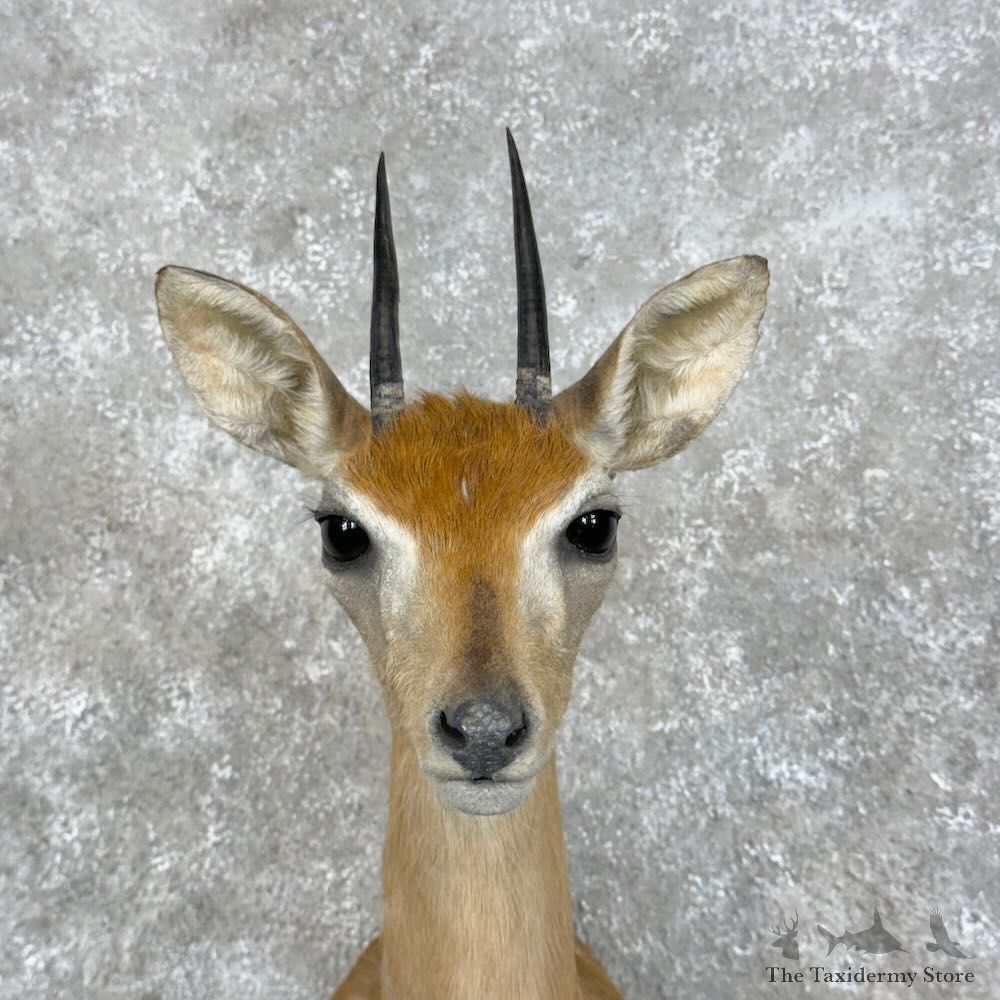 Southern Oribi Shoulder Mount For Sale #28948 @ The Taxidermy Store