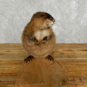 Muskrat Life Size Taxidermy Mount #17614 For Sale @ The Taxidermy Store
