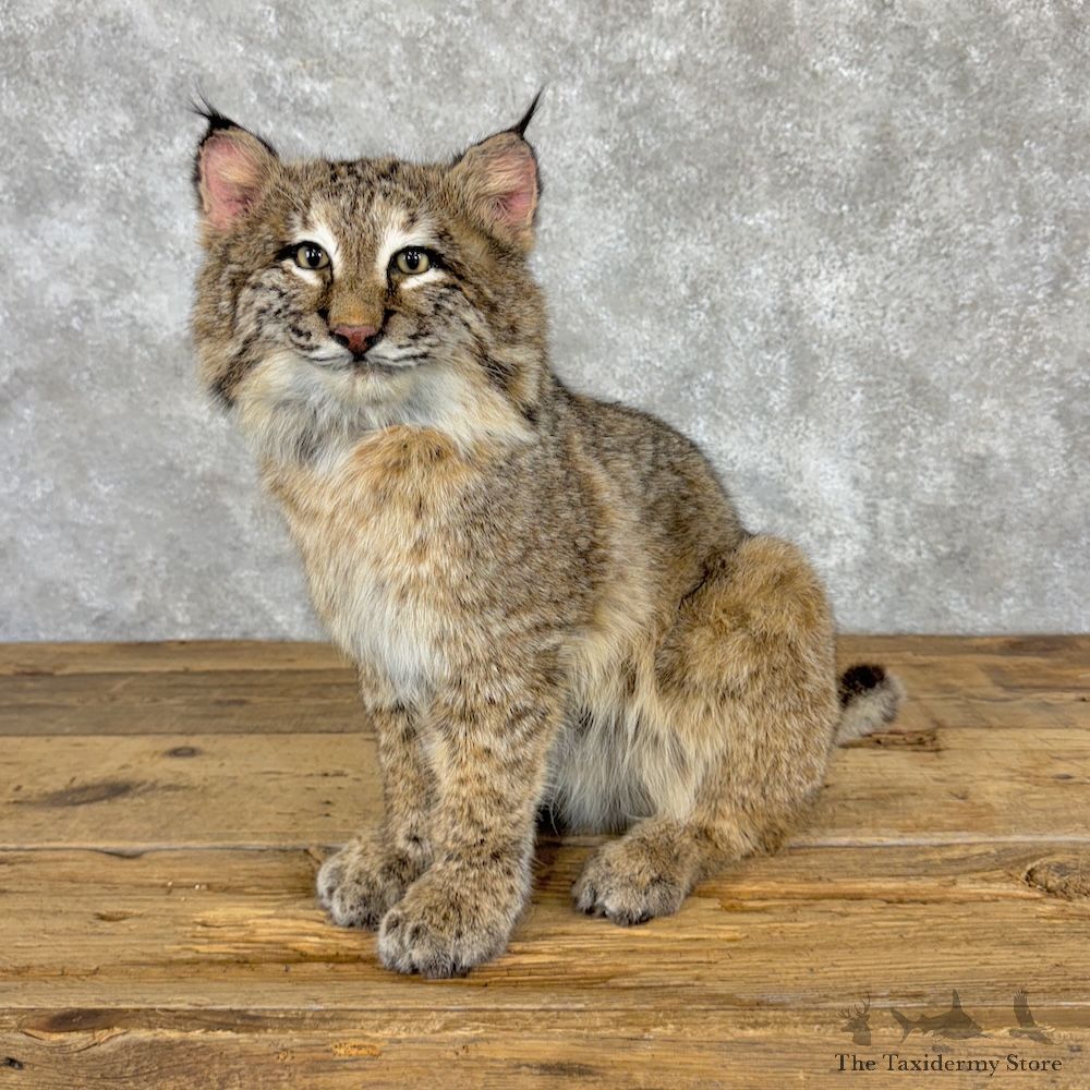 Bobcat Life-Size Mount For Sale #29971 @ The Taxidermy Store