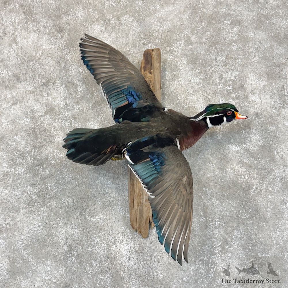 Wood Duck Bird Mount For Sale #30097 @ The Taxidermy Store