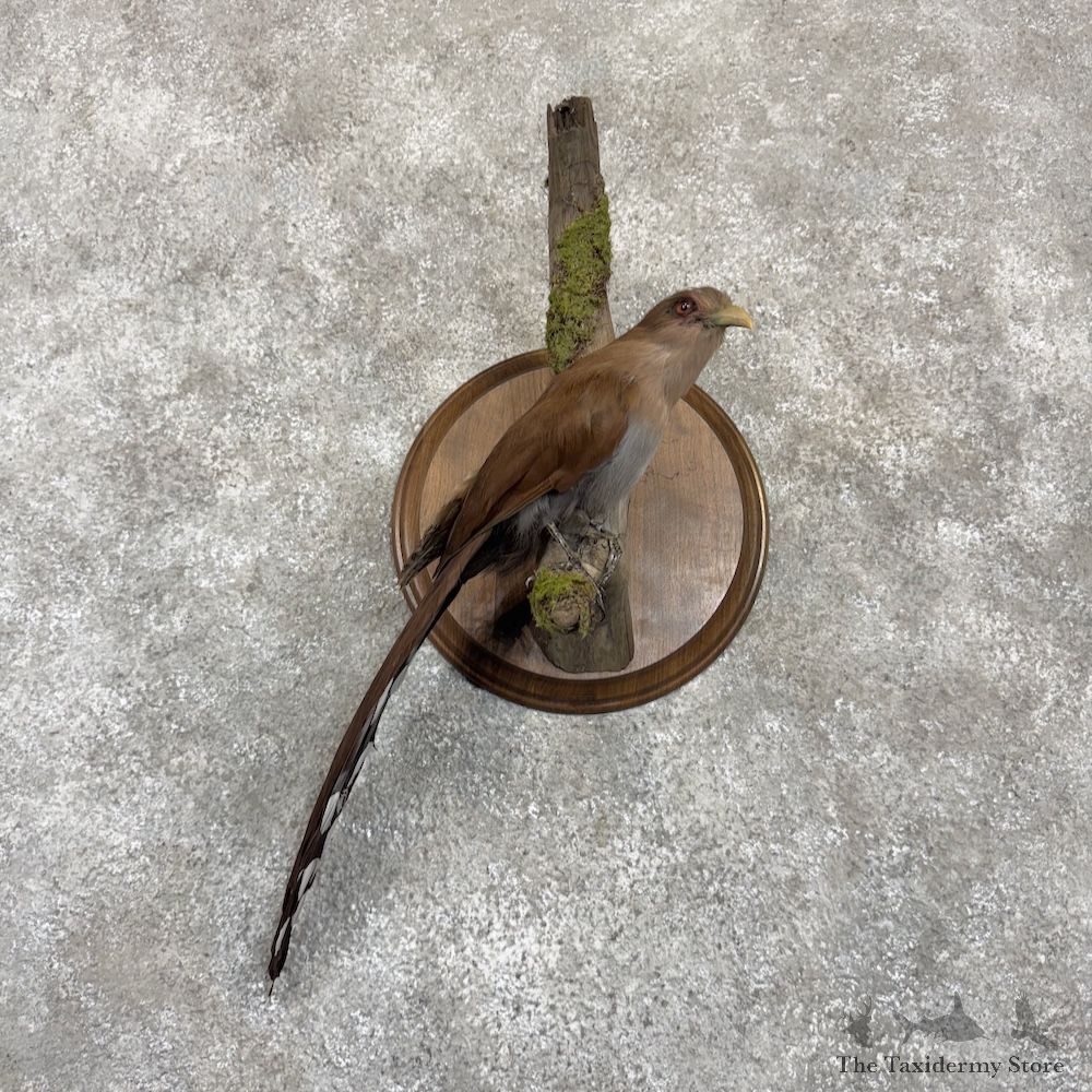 Squirrel Cuckoo Bird Mount for Sale #30010 @ The Taxidermy Store