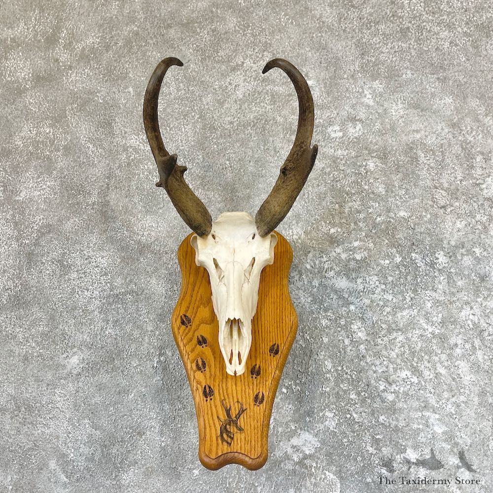 Pronghorn Skull & Horns European Mount For Sale #26600 @ The Taxidermy Store