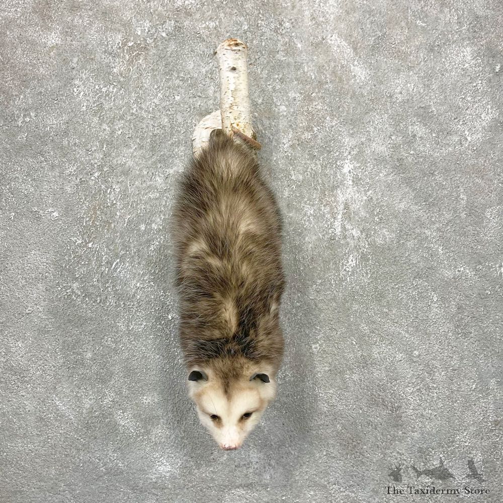 Wall Hanging Opossum Mount For Sale #24432 @ The Taxidermy Store