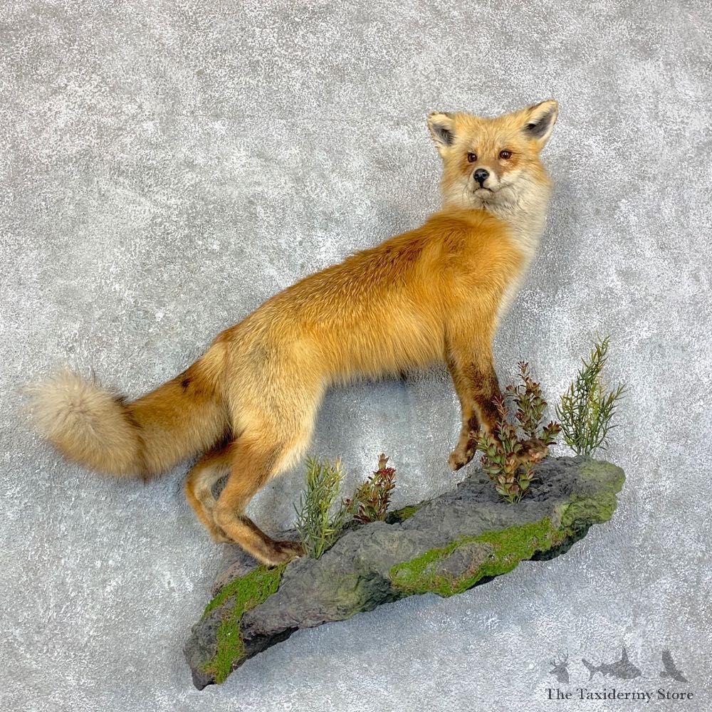 Red Fox Life-Size Mount For Sale #22856 @ The Taxidermy Store