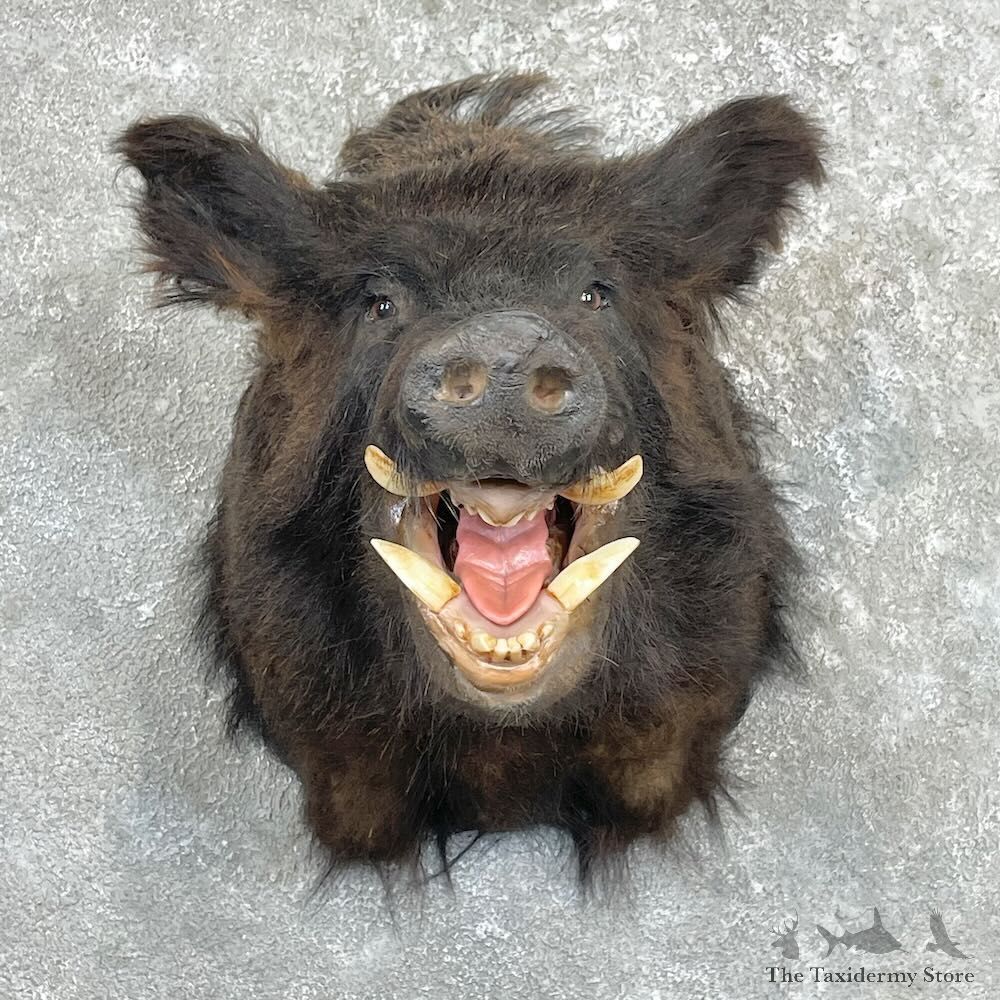 Wild Boar Shoulder Mount For Sale #27331 @ The Taxidermy Store