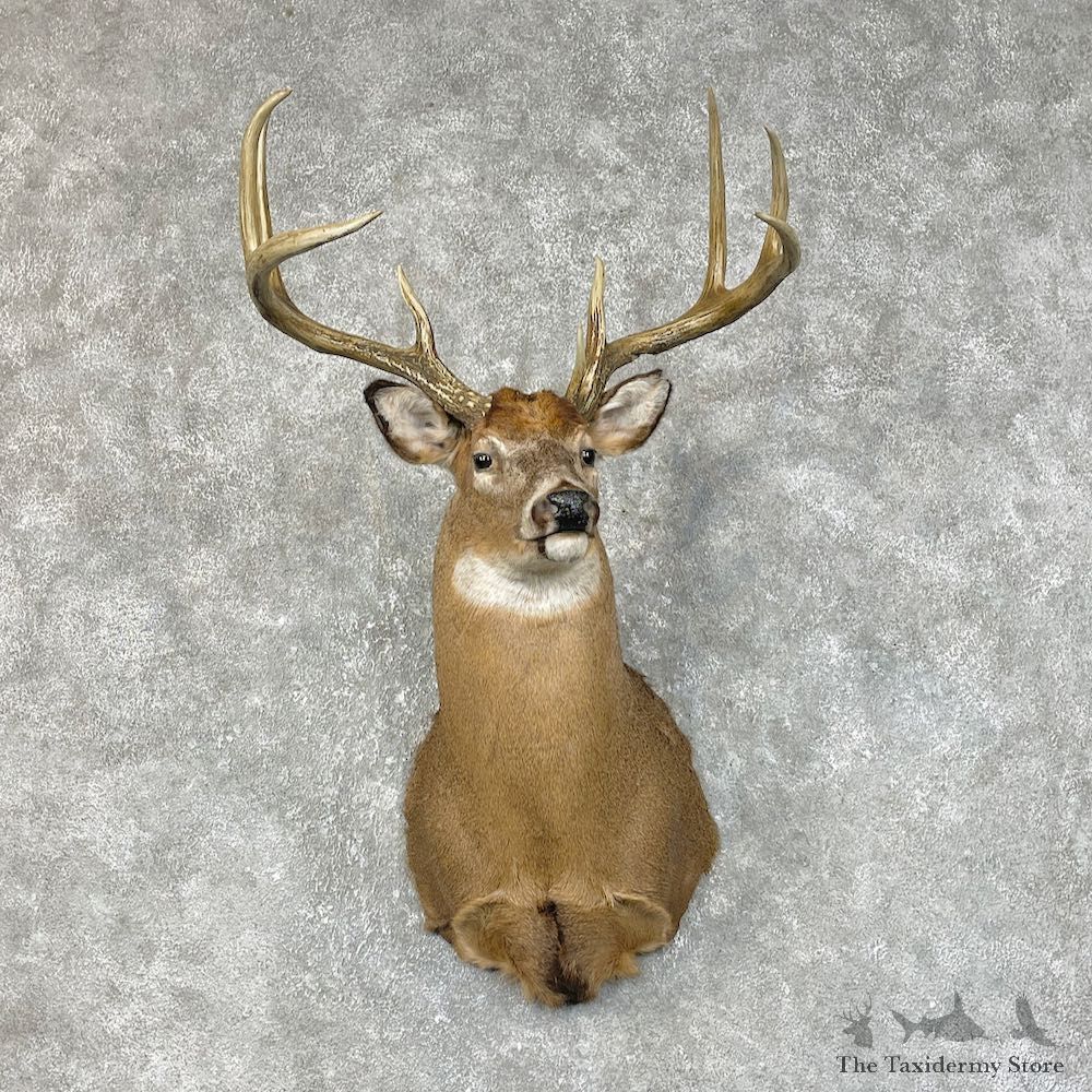 Whitetail Deer Shoulder Mount #25419 For Sale - The Taxidermy Store