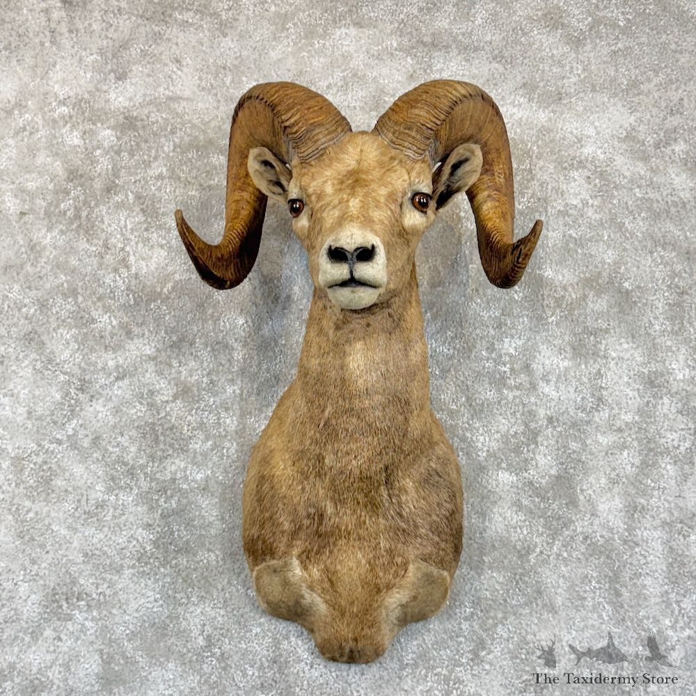 Desert Bighorn Sheep Shoulder Mount For Sale #29858 @ The Taxidermy Store