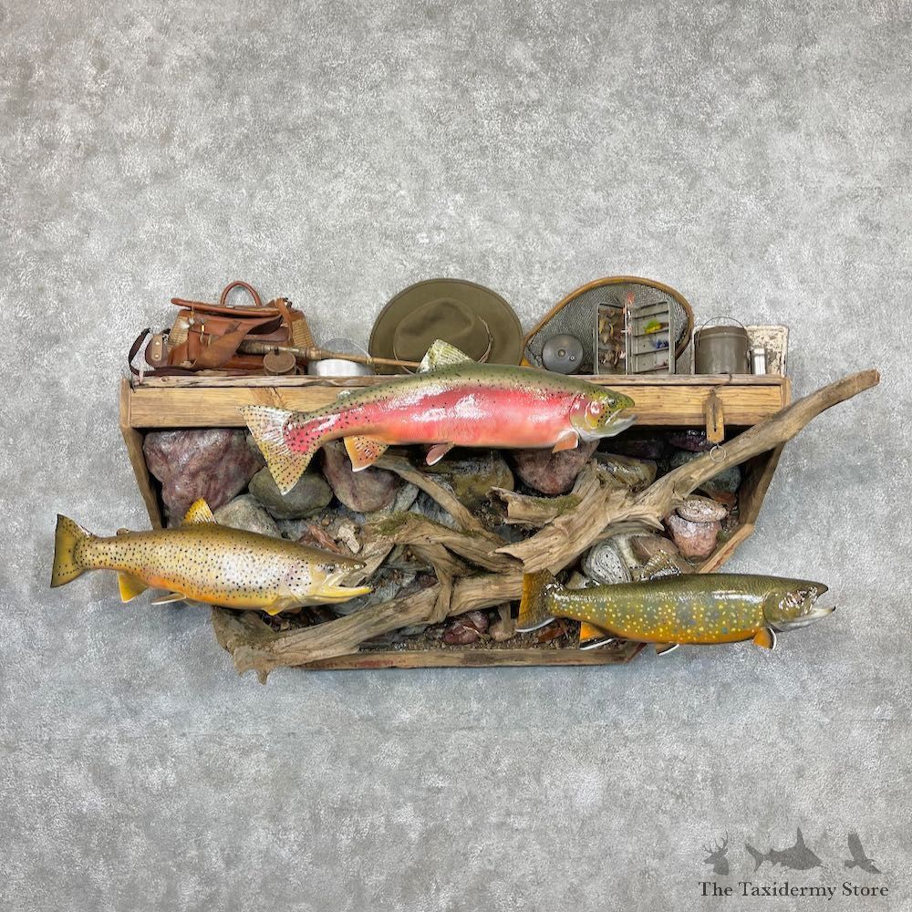 Trout Trifecta Mount For Sale #26914 @ The Taxidermy Store