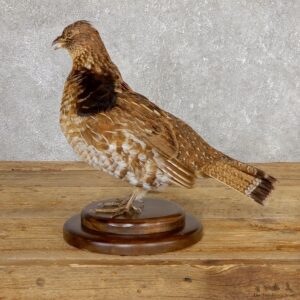 Ruffed Grouse Bird Mount For Sale #19776 @ The Taxidermy Store