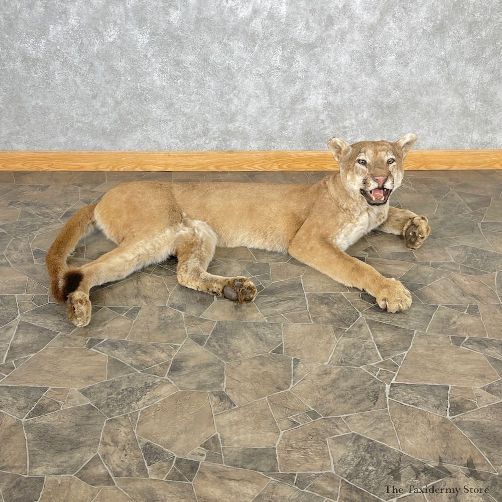 Mountain Lion Life-Size Mount For Sale #26737 @ The Taxidermy Store