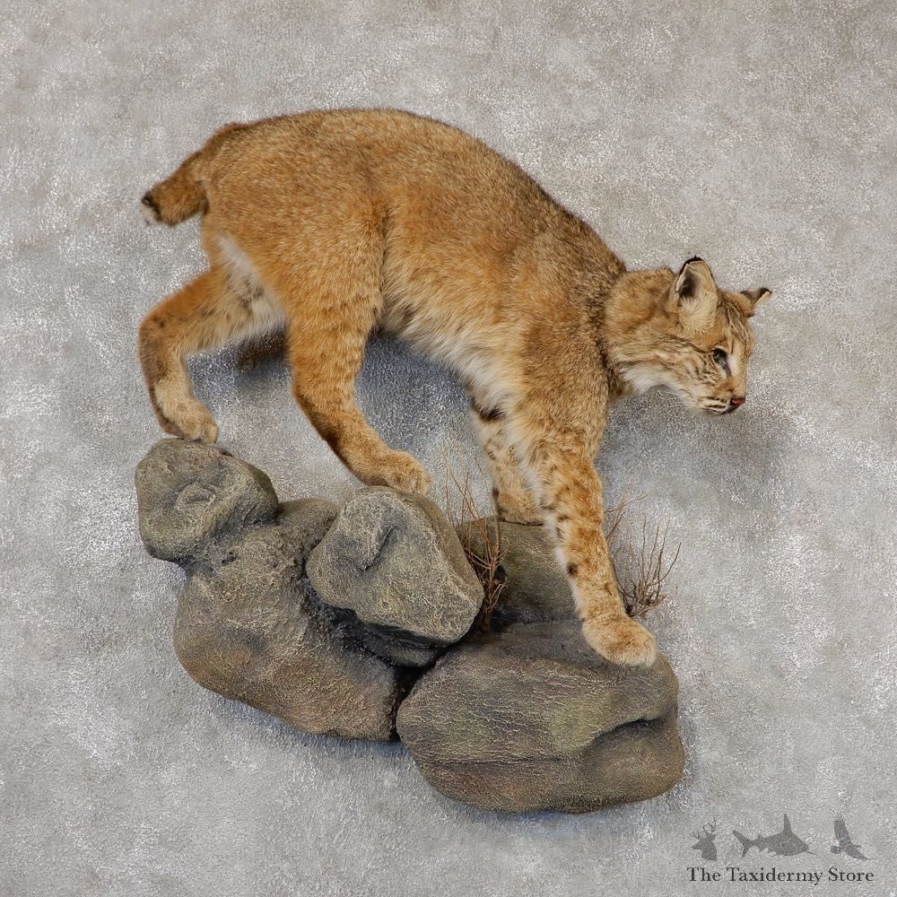 Bobcat Life-Size Mount For Sale #18815 @ The Taxidermy Store