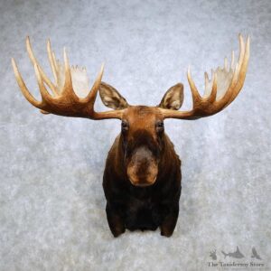 Moose Taxidermy Shoulder Mount For Sale #14233 @ The Taxidermy Store