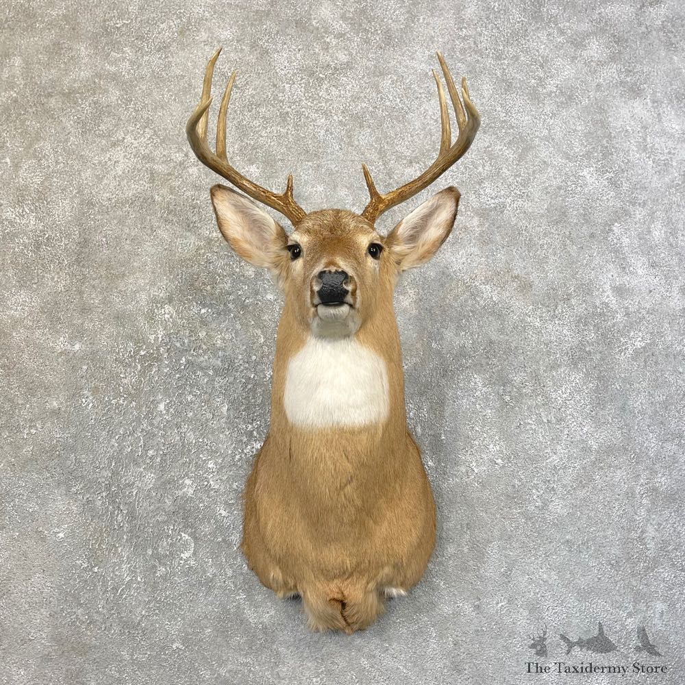 Whitetail Deer Shoulder Mount #25186 For Sale - The Taxidermy Store
