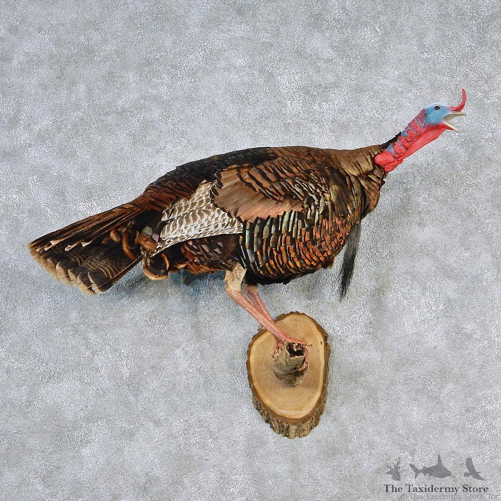 Eastern Wild Turkey Life Size Taxidermy Mount #12642 For Sale @ The Taxidermy Store