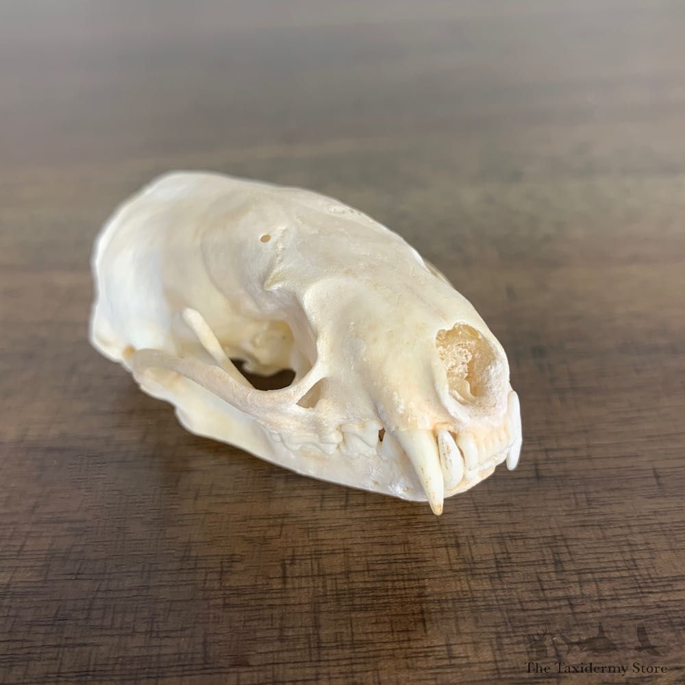 Mink Full Skull Taxidermy Mount For Sale #22245 @ The Taxidermy Store