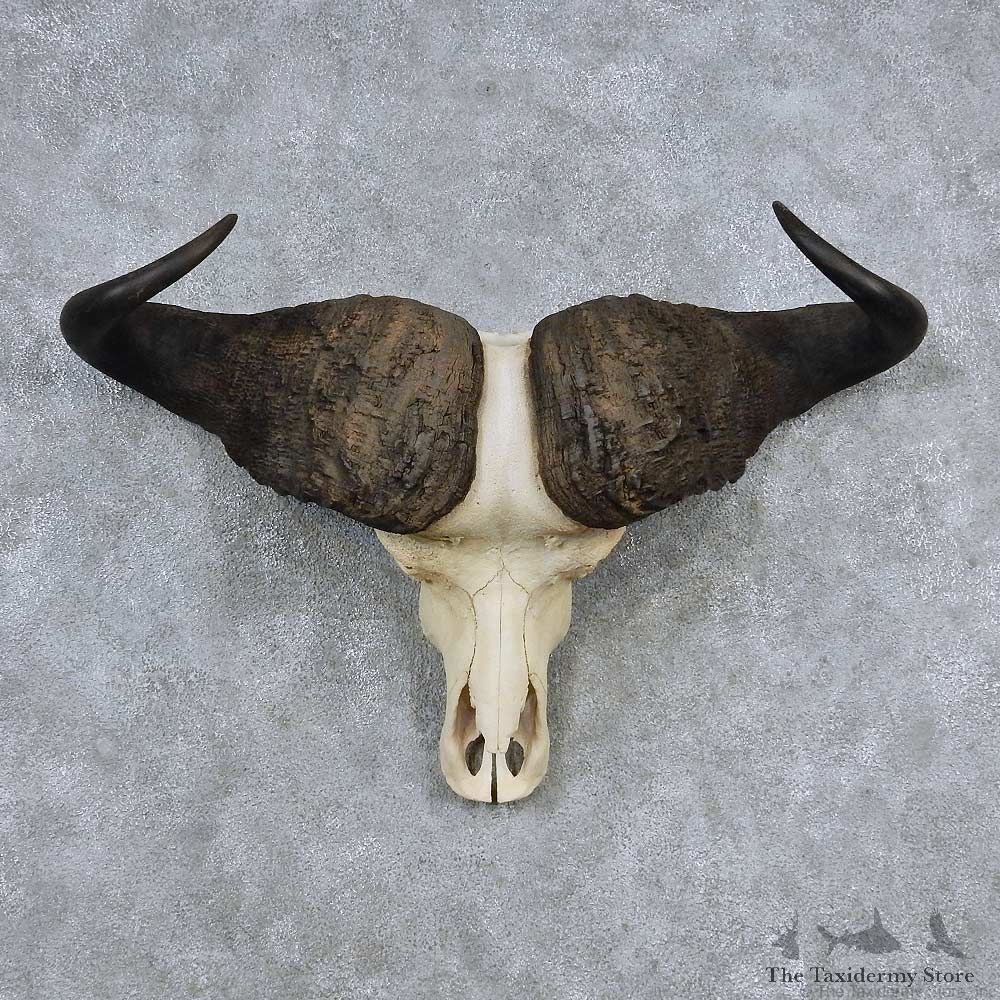 Cape Buffalo Skull Horns Mount For Sale #13909 For Sale @ The Taxidermy Store