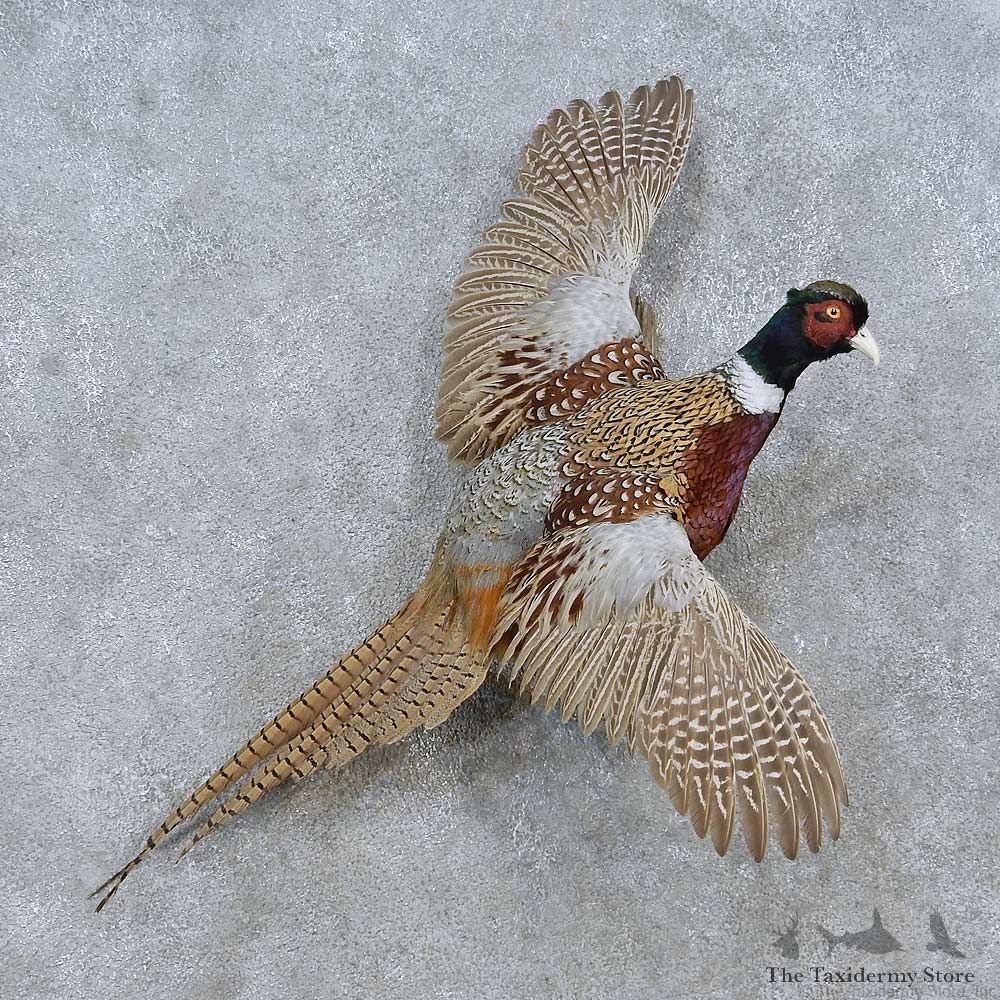 Flying Ringneck Pheasant Mount For Sale #15042 @ The Taxidermy Store
