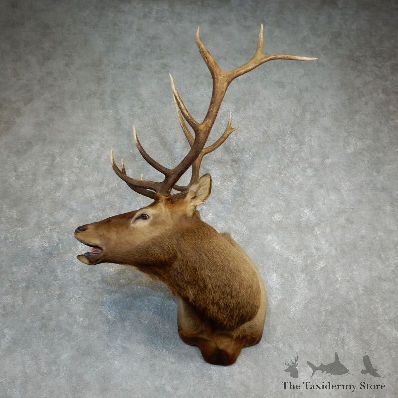 Rocky Mountain Elk Shoulder Mount For Sale #18223 @ The Taxidermy Store