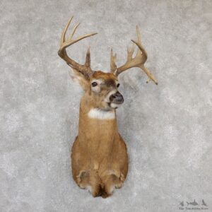 Whitetail Deer Shoulder Mount For Sale #19299 @ The Taxidermy Store
