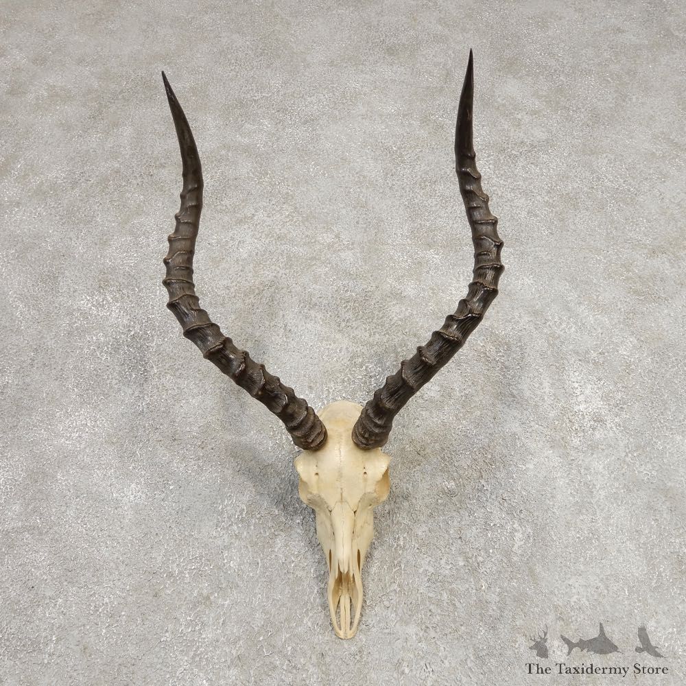 Impala Skull & Horn European Mount For Sale #21287 @ The Taxidermy Store