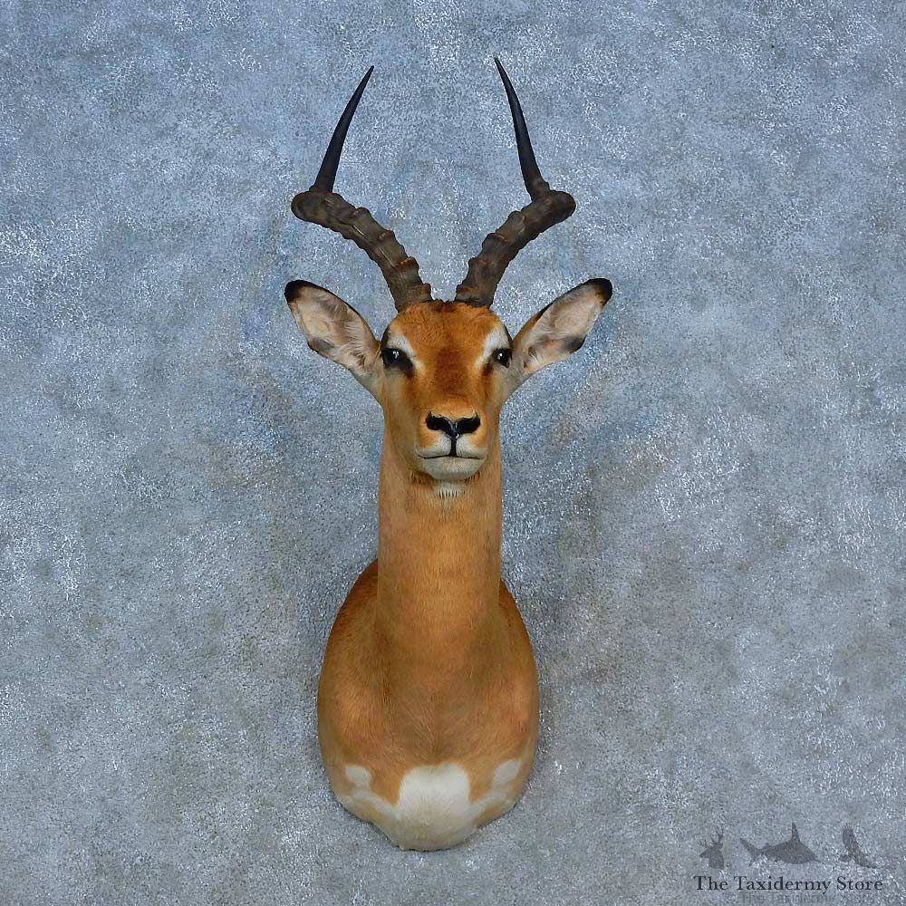 African Impala Shoulder Mount For Sale #15486 @ The Taxidermy Store