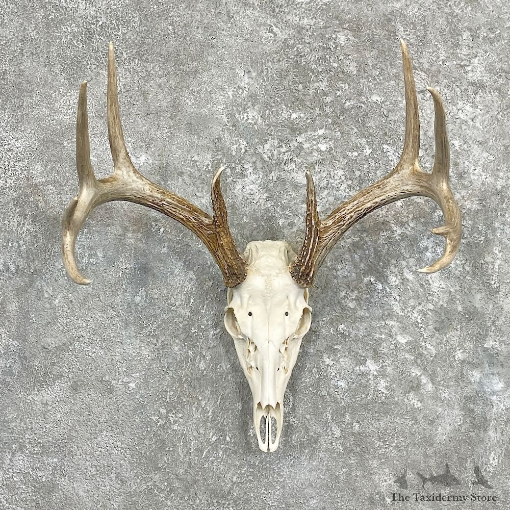 Whitetail Deer Skull European Mount For Sale #27336 @ The Taxidermy Store
