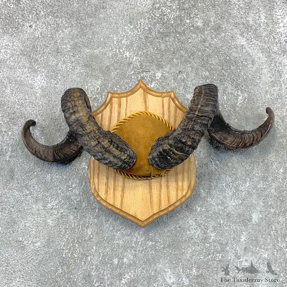 Corsican Ram Plaque Taxidermy Mount For Sale #22658 @ The Taxidermy Store