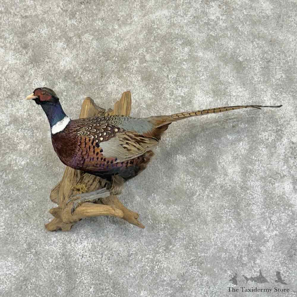 Ringneck Pheasant Bird Mount For Sale #31159 @ The Taxidermy Store