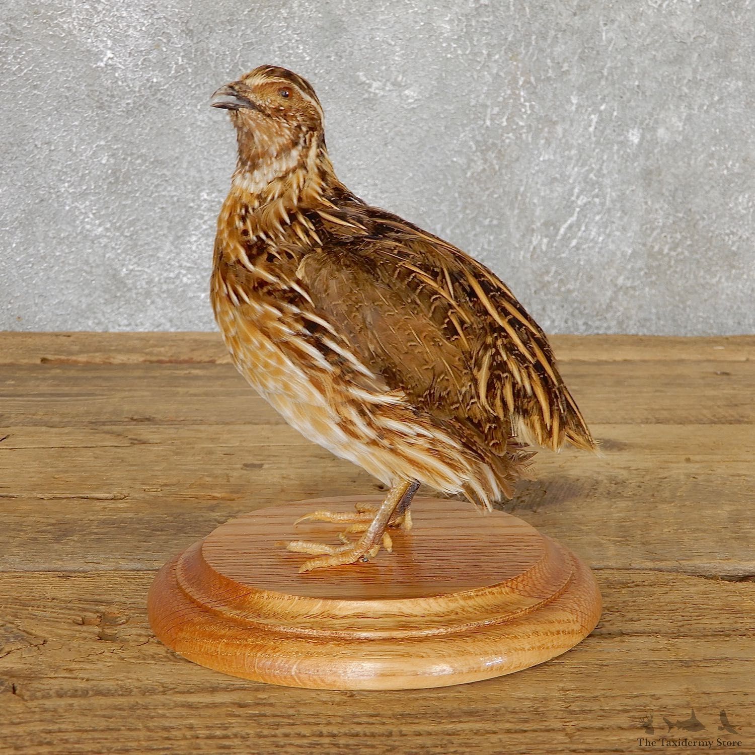 Cortunix Quail Bird Mount For Sale #19805 @ The Taxidermy Store