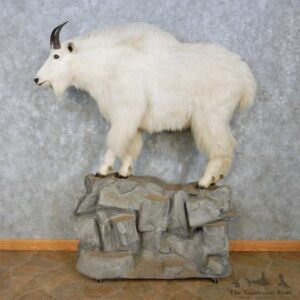 Mountain Goat Life-Size Mount For Sale #15084 @ The Taxidermy Store