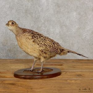 Ringneck Pheasant Hen Bird Mount For Sale #19047 @ The Taxidermy Store