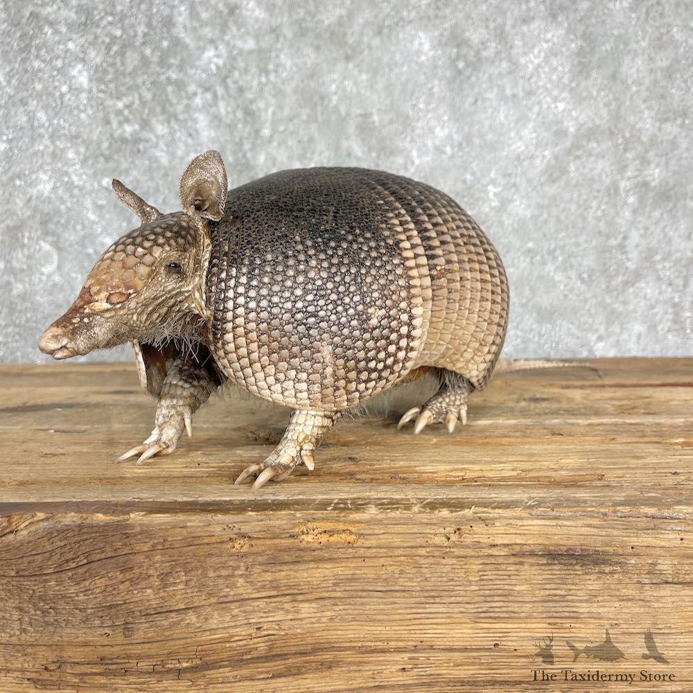 Armadillo Life-Size Mount For Sale #25506 @ The Taxidermy Store