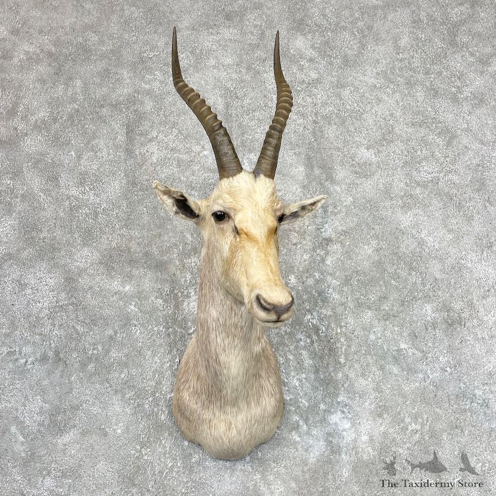 White Blesbok Shoulder Mount For Sale #26943 @ The Taxidermy Store